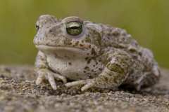 02_NATURA-BIZIA-SERIE