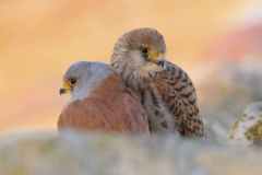 03_NATURA-BIZIA-SERIE