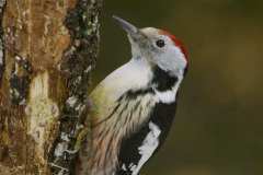 04_NATURA-BIZIA-SERIE