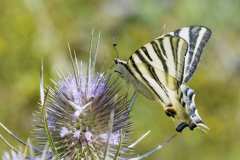 07_NATURA-BIZIA-SERIE