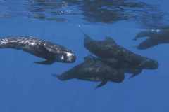 08_NATURA-BIZIA-SERIE