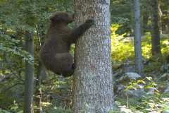 09_NATURA-BIZIA-SERIE