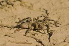 10_NATURA-BIZIA-SERIE