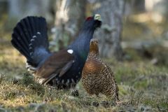 15_PAREJA-UROGALLOS
