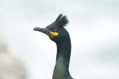 20_CORMORAN-MONUDO