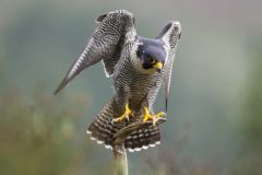 32_HALCON-PEREGRINO