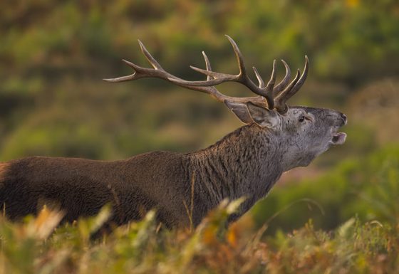 Araba, un tesoro natural