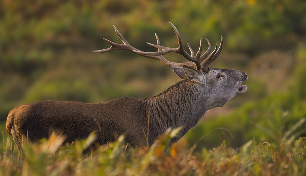 Araba, un tesoro natural