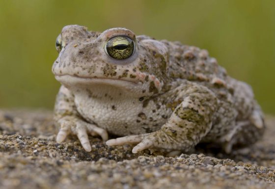 Natura Bizia – Serie