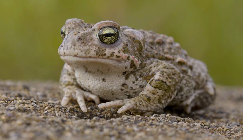 Natura Bizia – Serie