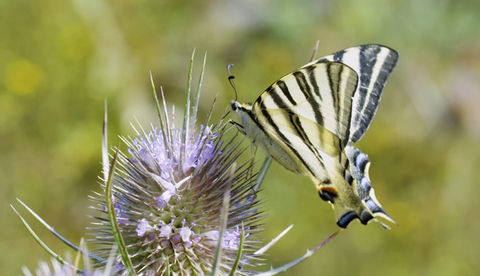 Natura Bizia – Serie