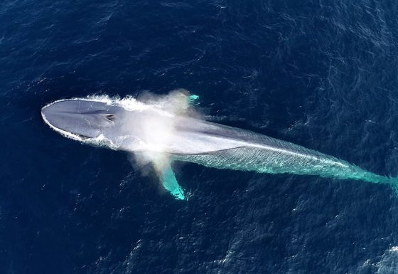 La vida entre dos mundos