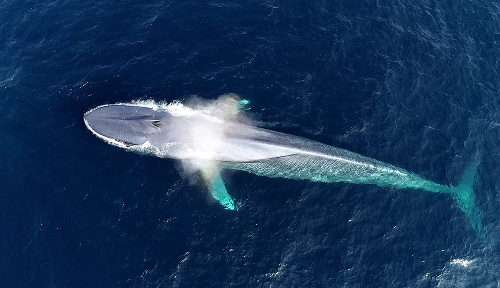 La vida entre dos mundos